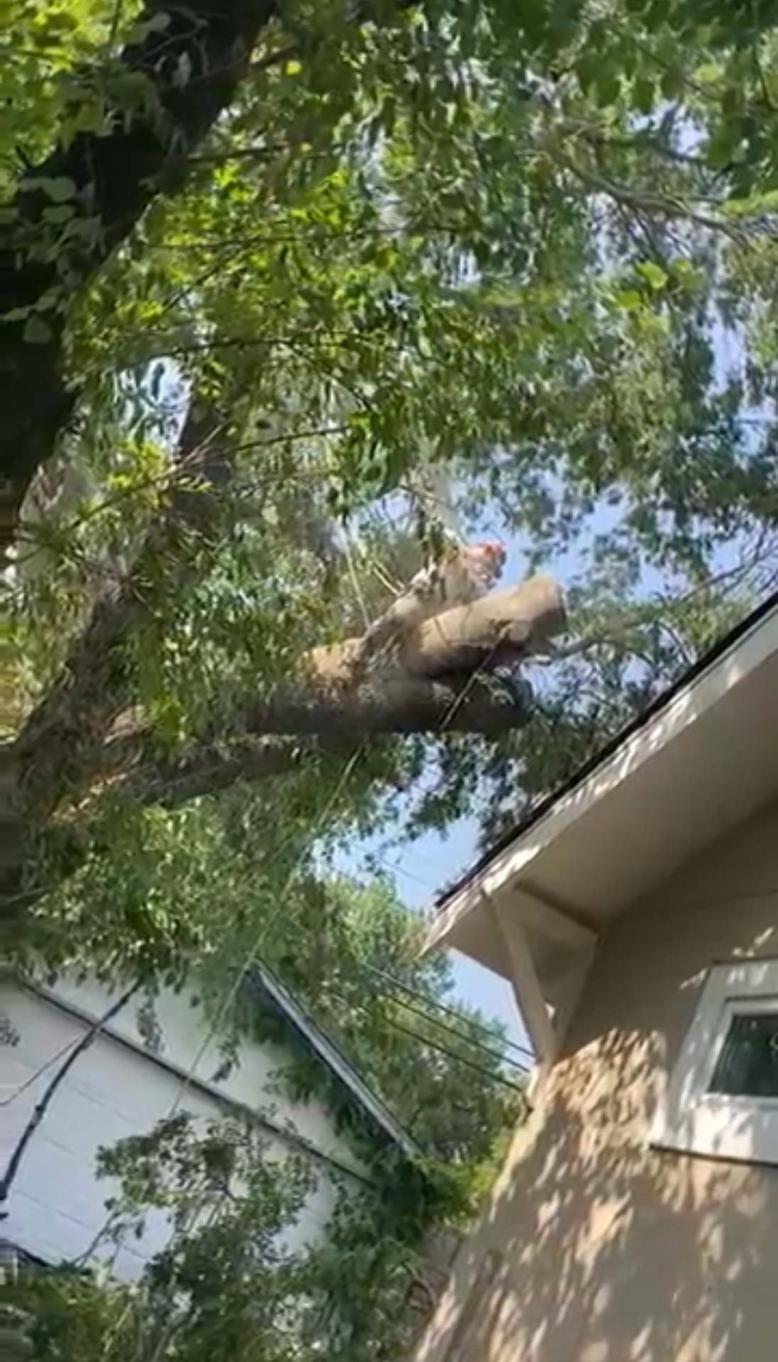 arborist Tulsa OK